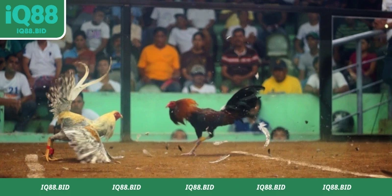 Đá gà cựa dao tổ chức liên tục hàng ngày