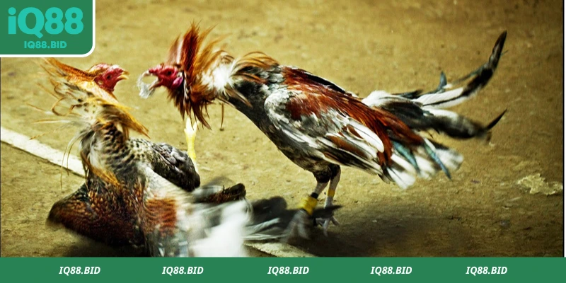 Chi tiết quy tắc chọi gà cựa dao 