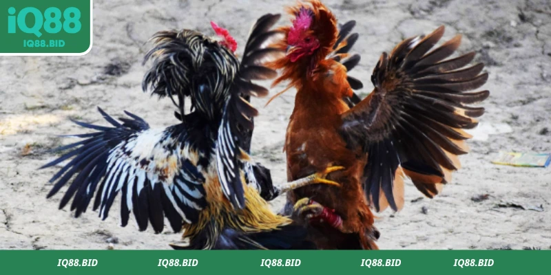 Đá gà cựa dao siêu cuốn