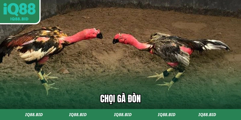 Đá gà đòn thiên về lối chọi truyền thống