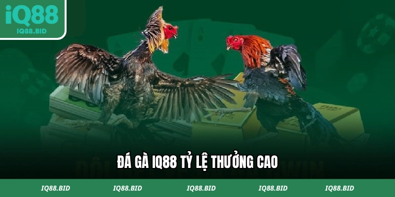 Đá gà IQ88 tỷ lệ thưởng cao