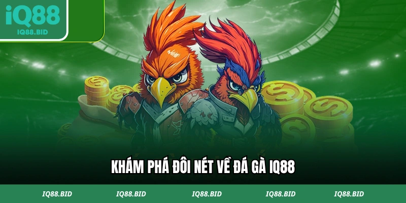 Khám phá đôi nét về đá gà IQ88