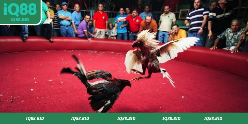 Đá gà Thomo cập nhật thông tin về các chiến kê