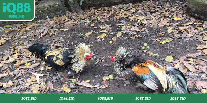 Nhiều trận đá gà Thomo kịch tính diễn ra mỗi ngày